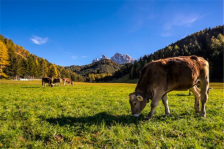 simsearch:879-09034110,k - St. Johann in Ranui, Funes valley, Trentino Alto Adige, Italy. Grazing cows Foto de stock - Con derechos protegidos, Código: 879-09032973