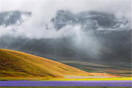simsearch:6129-09057574,k - Castelluccio di Norcia, Umbria, Italy. Flowering cornflowers in Castelluccio Photographie de stock - Rights-Managed, Code: 879-09033023