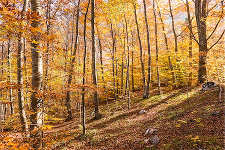 Molveno forest, Trentino South Tyrol, Italy. The colours of autumn into the beech woods. Foto de stock - Con derechos protegidos, Código: 879-09033086