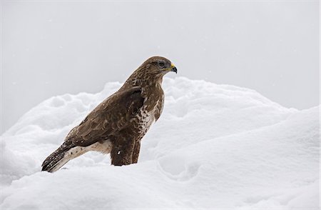 Adamello Natural Park,Lombardy,Ital.Buzzard,bird,animal,fauna,wildlife Stockbilder - Lizenzpflichtiges, Bildnummer: 879-09033091