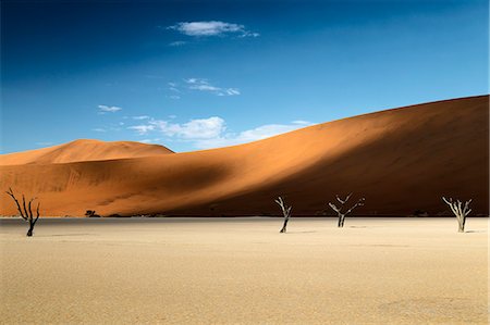 trees of Namibia,namib-naukluft national park, Namibia, africa Photographie de stock - Rights-Managed, Code: 879-09033111