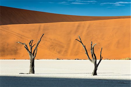 dead vlei - trees of Namibia,namib-naukluft national park, Namibia, africa Photographie de stock - Rights-Managed, Code: 879-09033112