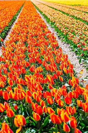 simsearch:879-09034167,k - Tulips in Lisse, Netherlands, Europe. Photographie de stock - Rights-Managed, Code: 879-09033154