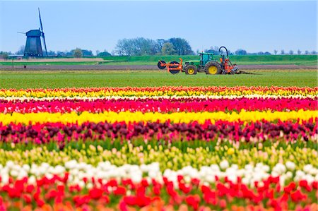 Windmills and tulip fields full of flowers in Netherland, Europe. Stock Photo - Rights-Managed, Code: 879-09033157