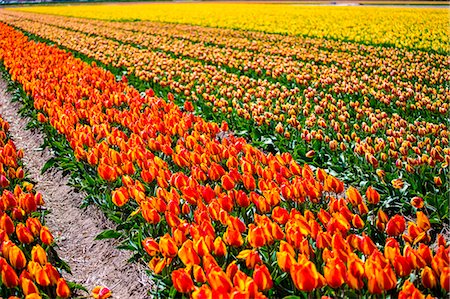 simsearch:862-08699657,k - Tulips in Lisse, Netherlands, Europe. Foto de stock - Direito Controlado, Número: 879-09033153