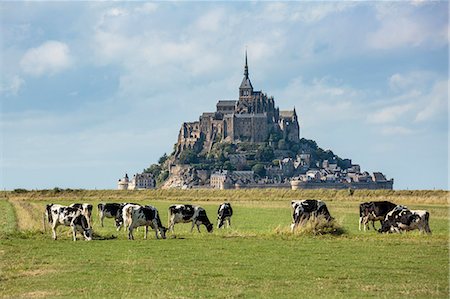 simsearch:879-09033308,k - Cows grazing with the village in the background. Mont-Saint-Michel, Normandy, France. Photographie de stock - Rights-Managed, Code: 879-09033313