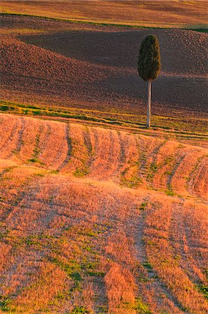 simsearch:879-09034340,k - Pienza, Orcia valley, Tuscany, Italy. A lone cypress in the Pienza's countryside. Stock Photo - Rights-Managed, Code: 879-09033371