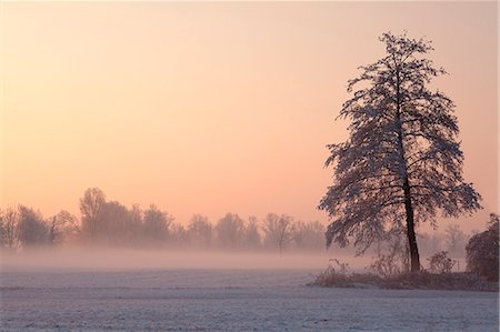simsearch:879-09033671,k - Torre Pallavicina, Oglio north park, Bergamo province, Lombardy, Italy. A solitary tree into the Po valley during a winter sunrise Stock Photo - Rights-Managed, Code: 879-09033383