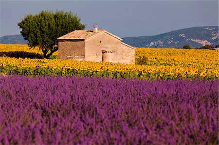 sunflowers in france - Valensole plateau, Provence, France. A view of lavender field with a rural house. Stock Photo - Rights-Managed, Code: 879-09033427