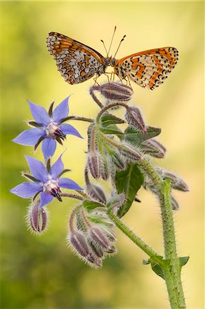 Two melitea butterflies it seems to mirror each other on a bud of Borago officinalis flowers. Lombardy, Italy Stock Photo - Rights-Managed, Code: 879-09033451