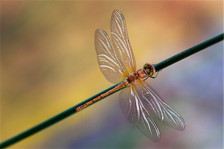 dragon fly - Sympetrum striolatum on the stem, two-tone background Stock Photo - Rights-Managed, Code: 879-09033551