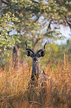 A kudu in the bush of Kruger National park, South Africa Foto de stock - Con derechos protegidos, Código: 879-09033552