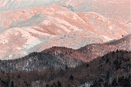 snow trees mountain - Details on Shiretoko forest; Hokkaido, Japan Stock Photo - Rights-Managed, Code: 879-09033650