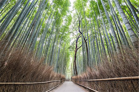 shinto - Arashiyama bamboo forest, Kyoto, Japan Foto de stock - Direito Controlado, Número: 879-09033662