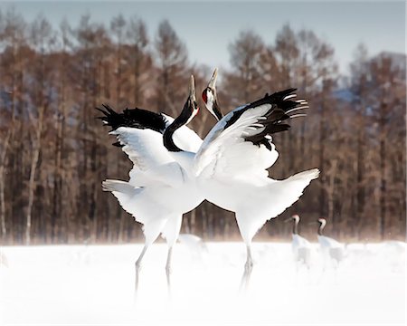 Red crowned cranes, Tsurui, Hokkaido, Japan Stock Photo - Rights-Managed, Code: 879-09033663