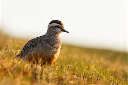 pluvier - Trentino Alto Adige, Italy. Eurasian dotterel Photographie de stock - Rights-Managed, Code: 879-09033701