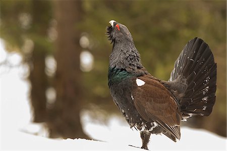 Trentino Alto Adige, Italy. Capercaillie. Foto de stock - Con derechos protegidos, Código: 879-09033703