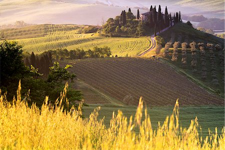 podere belvedere - Belvedere Farmhouse at dawn, San Quirico d'Orcia, Orcia Valley, Siena province, Italy, Europe. Foto de stock - Direito Controlado, Número: 879-09033916