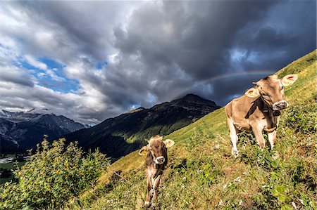 simsearch:879-09033992,k - An unexpected rainbow appears at dawn over some cows while grazing near Casaccia. Val Bregaglia Canton of Graubunden Switzerland Europe Stockbilder - Lizenzpflichtiges, Bildnummer: 879-09033995