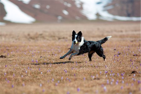 simsearch:879-09043185,k - Europe,Italy,Umbria,Perugia district,Castelluccio of Norcia. Dog running in a field of blooming crocus Foto de stock - Con derechos protegidos, Código: 879-09043134