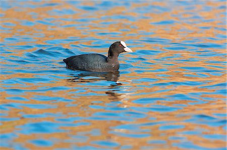 foulque - Europe, Italy, Umbria, Perugia district Coot in Lake Colfiorito Photographie de stock - Rights-Managed, Code: 879-09043135