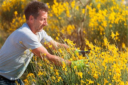 Europe,Italy,Umbria, Perugia district, Spello, backstage Spello flower festival, Corpus Domini Stock Photo - Rights-Managed, Code: 879-09043177