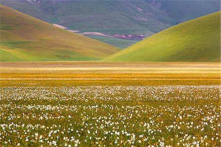 Europe,Italy,Umbria,Perugia district,Castelluccio of Norcia during flowering of narcissus Photographie de stock - Rights-Managed, Code: 879-09043184