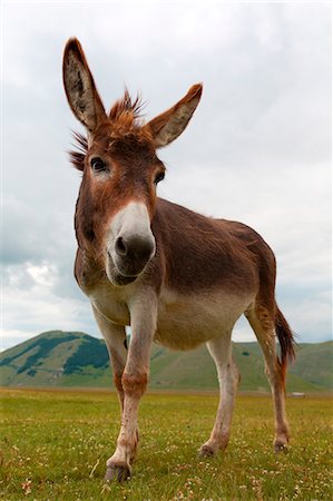 simsearch:6129-09057580,k - Europe,Italy,Umbria,Perugia district,Castelluccio of Norcia. Portrait of donkey Foto de stock - Con derechos protegidos, Código: 879-09043214