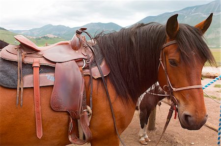 Europe,Italy,Umbria,Perugia district,Castelluccio of Norcia. Horse portrait Photographie de stock - Rights-Managed, Code: 879-09043216