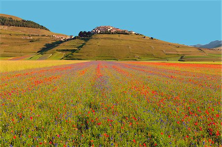 simsearch:6129-09057574,k - Europe, Italy,Umbria,Perugia district,Castelluccio of Norcia Flower period Photographie de stock - Rights-Managed, Code: 879-09043219