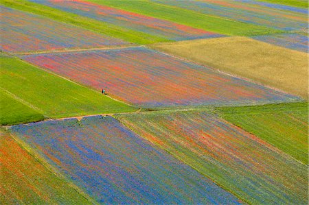 scenery with daisies - Europe, Italy,Umbria,Perugia district,Castelluccio of Norcia Flower period Photographie de stock - Rights-Managed, Code: 879-09043224