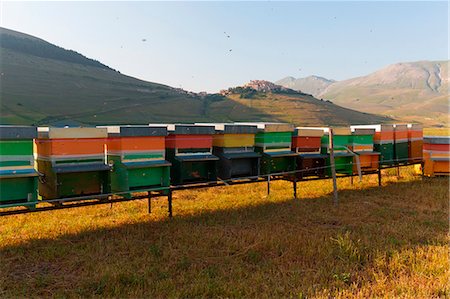 simsearch:6129-09057574,k - Europe, Italy,Umbria,Perugia district,Castelluccio of Norcia Flower period Photographie de stock - Rights-Managed, Code: 879-09043225