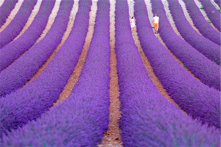 provence-alpes-cote d'azur - Europe, France,Provence Alpes Cote d'Azur,Plateau of Valensole.Lavender Field Stock Photo - Rights-Managed, Code: 879-09043229