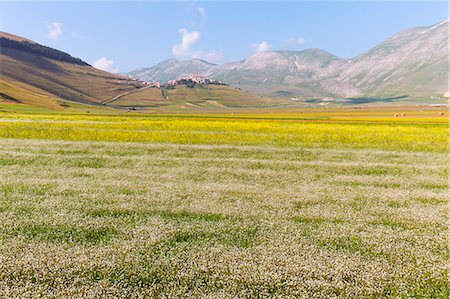 simsearch:6129-09057574,k - Europe, Italy,Umbria,Perugia district,Castelluccio of Norcia Flower period Photographie de stock - Rights-Managed, Code: 879-09043223
