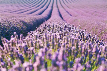 Europe, France,Provence Alpes Cote d'Azur,Plateau de Valensole.Lavender Rows Stock Photo - Rights-Managed, Code: 879-09043236