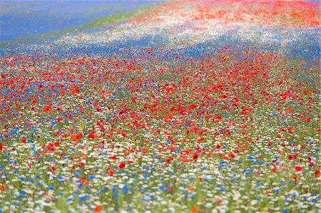 Europe, Italy,Umbria,Perugia district,Castelluccio of Norcia. Flower period. Stockbilder - Lizenzpflichtiges, Bildnummer: 879-09043238