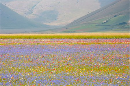 simsearch:700-05389372,k - Europe, Italy,Umbria,Perugia district,Castelluccio of Norcia. Flower period. Stockbilder - Lizenzpflichtiges, Bildnummer: 879-09043244