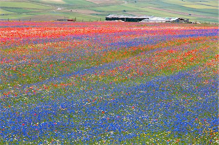 simsearch:6129-09057574,k - Europe, Italy,Umbria,Perugia district,Castelluccio of Norcia. Flower period. Photographie de stock - Rights-Managed, Code: 879-09043245