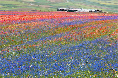 Europe, Italy,Umbria,Perugia district,Castelluccio of Norcia. Flower period. Stockbilder - Lizenzpflichtiges, Bildnummer: 879-09043245