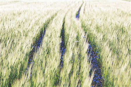 simsearch:862-05998118,k - Italy,Umbria,Perugia district,Castelluccio of Norcia during flowering Photographie de stock - Rights-Managed, Code: 879-09043248