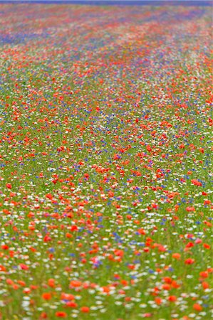 simsearch:6129-09044113,k - Europe, Italy,Umbria,Perugia district,Castelluccio of Norcia. Flower period. Photographie de stock - Rights-Managed, Code: 879-09043241