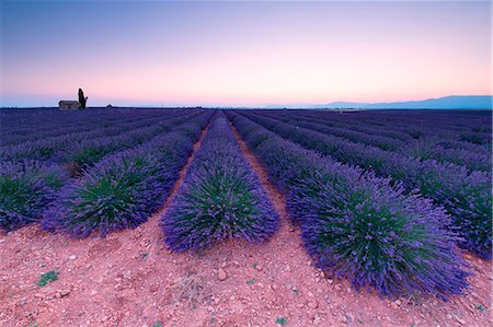 purple flower - Europe, France,Provence Alpes Cote d'Azur,Plateau de Valensole . Stock Photo - Rights-Managed, Code: 879-09043251