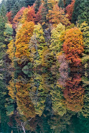 simsearch:879-09129111,k - Italy, Trentino Alto Adige, Non valley, reflection of autumn trees Tovel Lake Photographie de stock - Rights-Managed, Code: 879-09043363