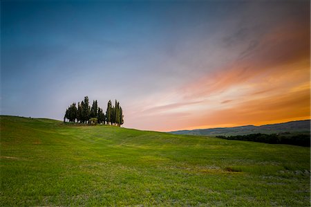 Cypresses at sunset in Orcia Valley. Siena district, Tuscany, Italy. Foto de stock - Con derechos protegidos, Código: 879-09043429