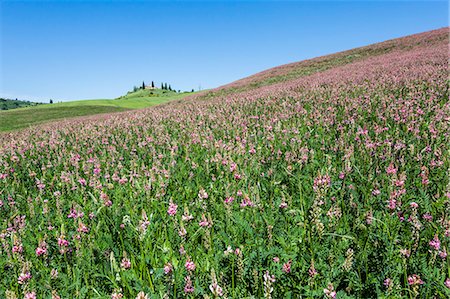 Flowers and green grass on the hills. Orcia Valley, Siena district, Tuscany, Italy. Stock Photo - Rights-Managed, Code: 879-09043423