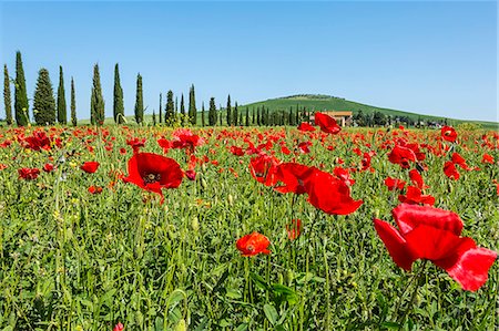 Expanse of poppies and cypresses. Orcia Valley, Siena district, Tuscany, Italy. Photographie de stock - Rights-Managed, Code: 879-09043431