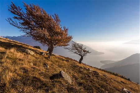 Beech trees with Lake Como on the background. Alto Lario, Como, Lombardy, Italy, Europe. Foto de stock - Con derechos protegidos, Código: 879-09043471