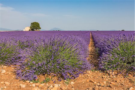 Lavender raws with house and tree. Plateau de Valensole, Alpes-de-Haute-Provence, Provence-Alpes-Côte d'Azur, France, Europe. Foto de stock - Con derechos protegidos, Código: 879-09043499