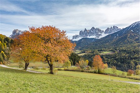 st magdalena - Two autumnal cherry trees with Odle Dolomites in the background. Santa Maddalena, Funes, Bolzano, Trentino Alto Adige - Sudtirol, Italy, Europe. Stock Photo - Rights-Managed, Code: 879-09043490