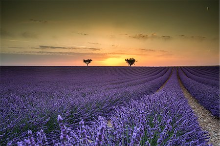 Lavender raws with trees at sunset. Plateau de Valensole, Alpes-de-Haute-Provence, Provence-Alpes-Côte d'Azur, France, Europe. Stock Photo - Rights-Managed, Code: 879-09043502